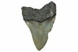 Serrated, Fossil Megalodon Tooth - North Carolina #355841-2